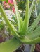 ঘৃত্যকুমারী/Aloe Vera